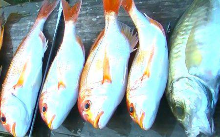 焼津沖　レンコダイ、アカイサキなど